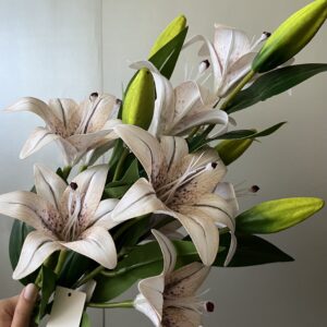 hosszú szárú liliom cirmos