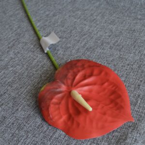 piros flamingóvirág