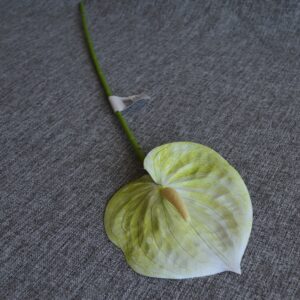 fehér zöld flamingóvirág