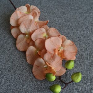 barack színű orchidea