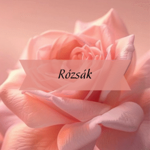 Kezdőlap Rózsák