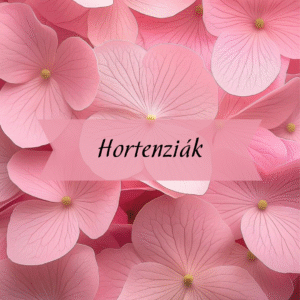 Kezdőlap Hortenziák