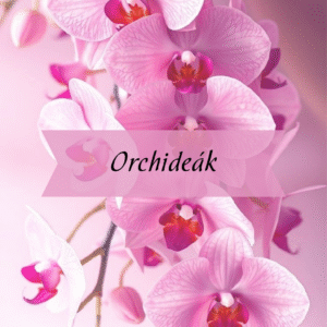 Kezdőlap Orchideák