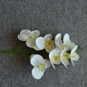 kisfejű fehér orchidea