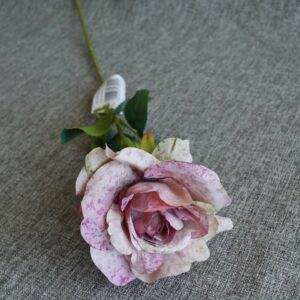 lila rózsaszín, mintás fejű rózsa