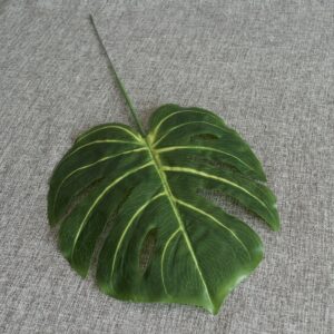 monstrea levél közepes