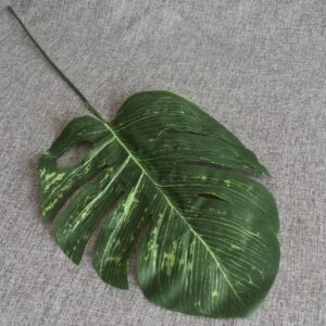 monstrea levél nagy