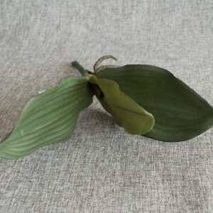 nagy orchidea levél