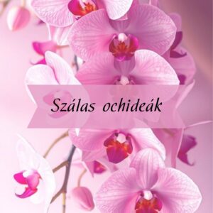 Szálas orchideák